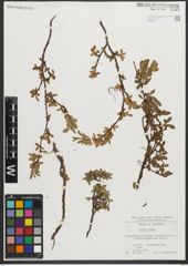 Foto von Salix retusa L.